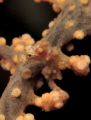   Orange Pygmy  